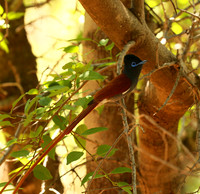 Paradise flycatcher - Madikwe