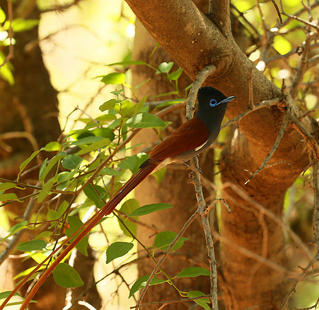 Paradise flycatcher - Madikwe