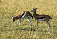 Thomson's gazelle - Serengeti - Grumeti