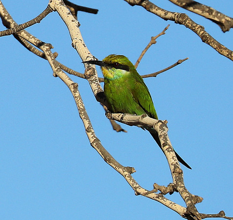 Swallow-tailed bee eater