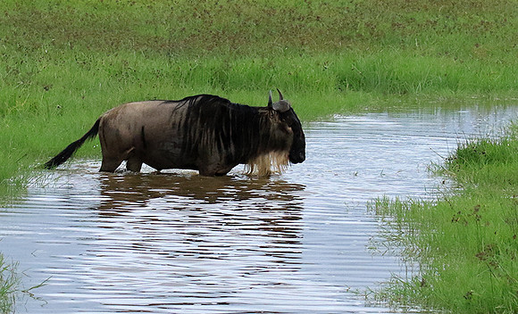 Ngorongoro
