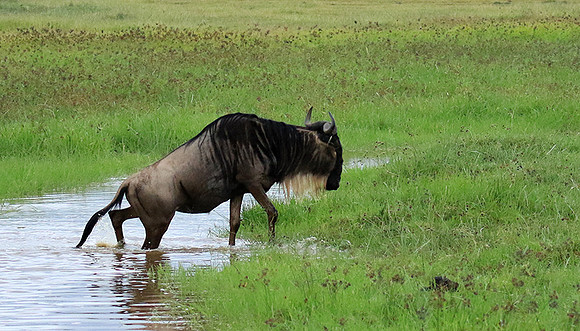 Ngorongoro