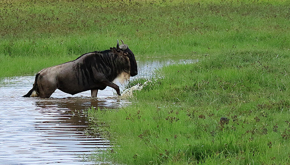 Ngorongoro
