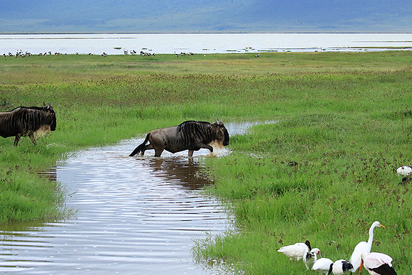 Ngorongoro