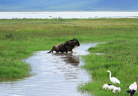 Ngorongoro