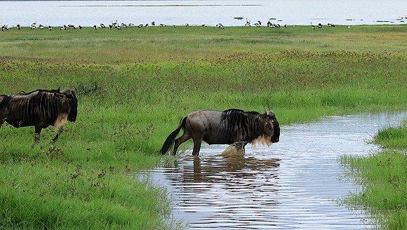Ngorongoro
