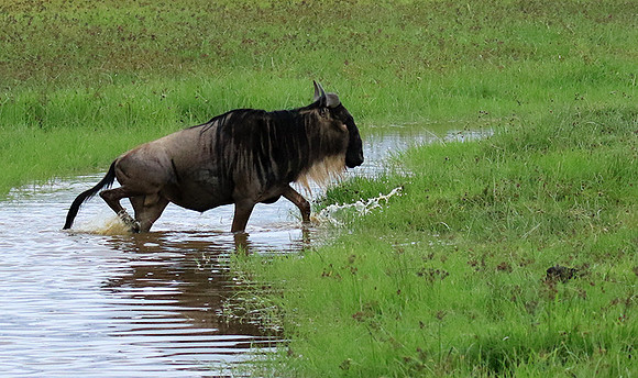 Ngorongoro