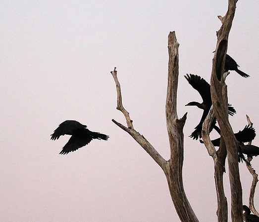 Lake Kariba - Matusadona NP