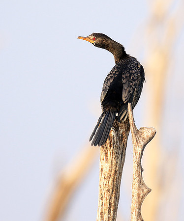 Matusadona NP