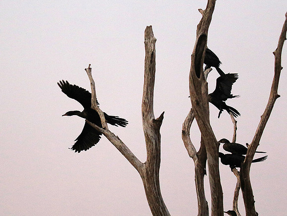 Lake Kariba - Matusadona NP