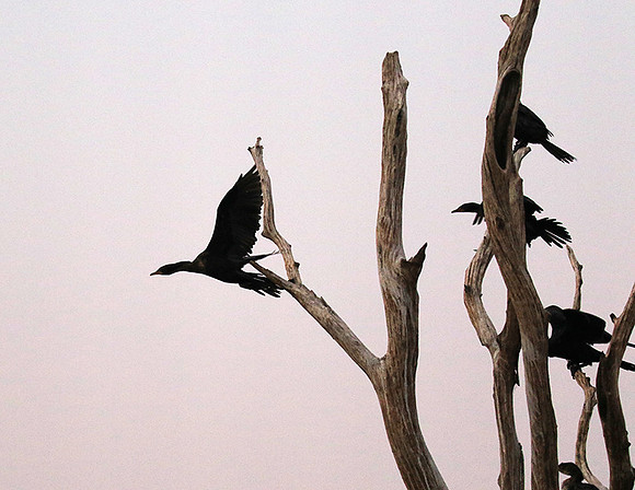 Lake Kariba - Matusadona NP