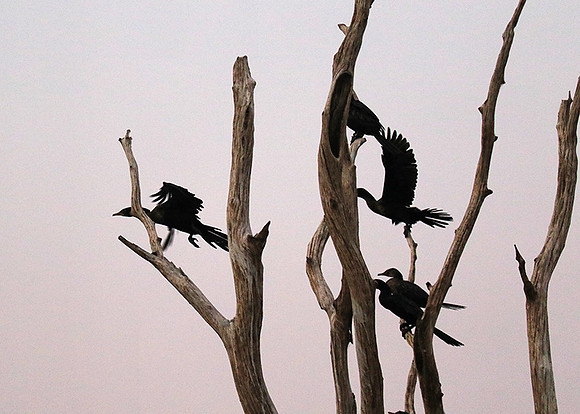 Lake Kariba - Matusadona NP