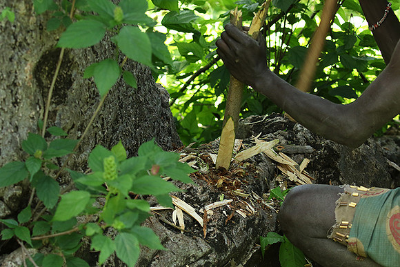 Hadzabe tribe