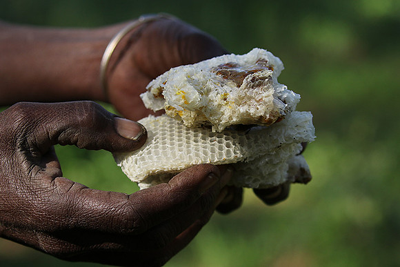 Hadzabe tribe