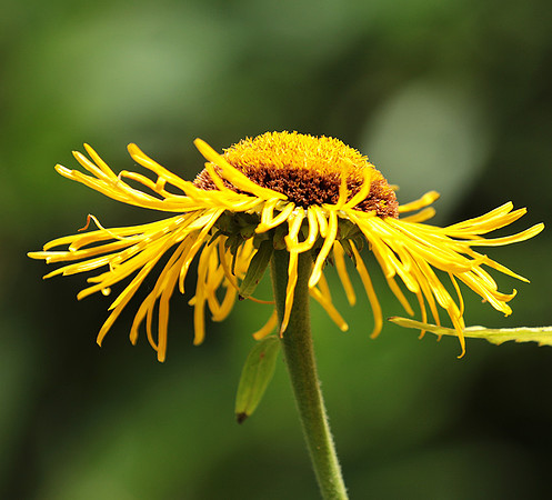 Inula