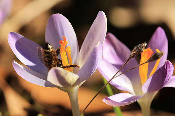 Crocus