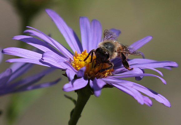 Aster Frikartii