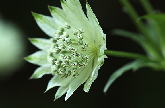 Astrantia