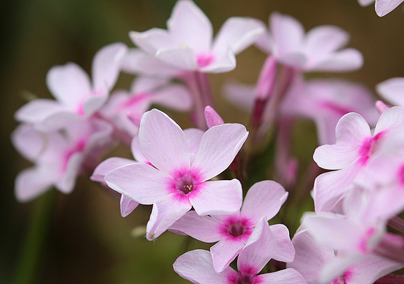 Phlox