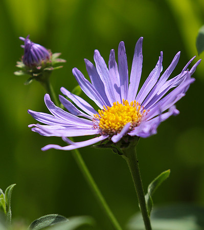 Aster Frikartii