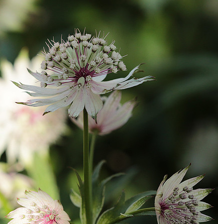 Astrantia