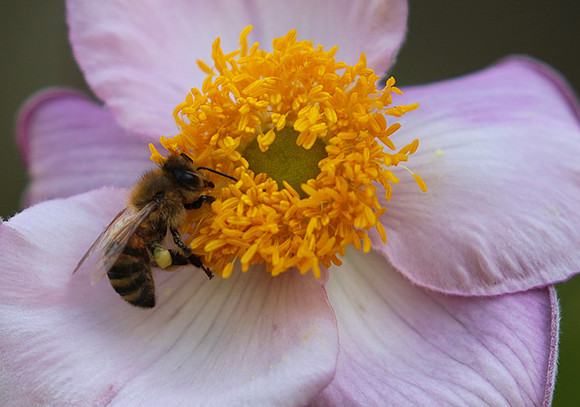 Anemona japonica