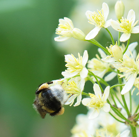 Clematis recta
