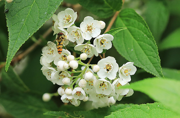 Deutzia compacta
