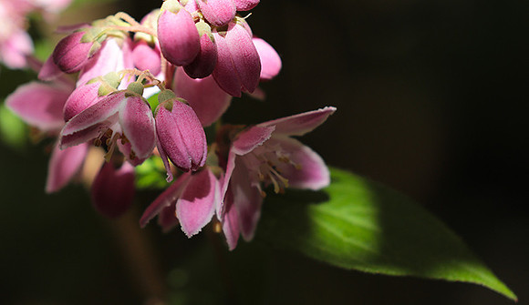 Deutzia perle rose