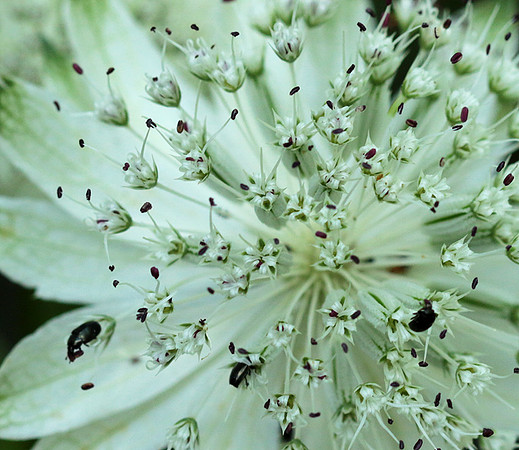 Astrantia