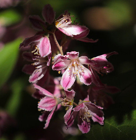 Deutzia perle rose