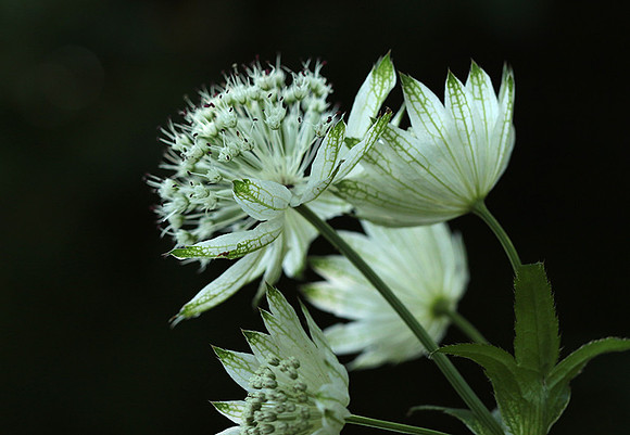 Astrantia