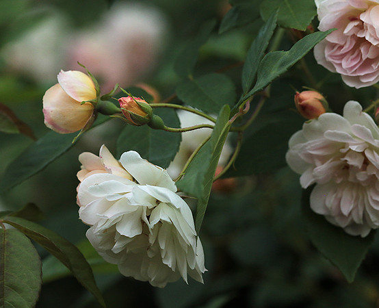 Rose "Apple Blossom"