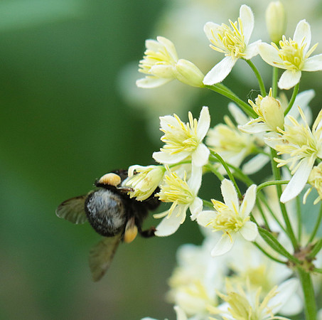 Clematis recta