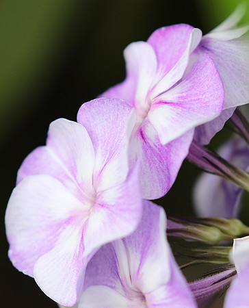 Phlox