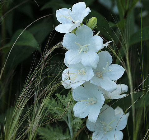 Campanula
