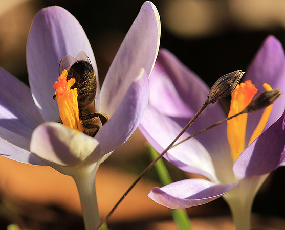 Crocus