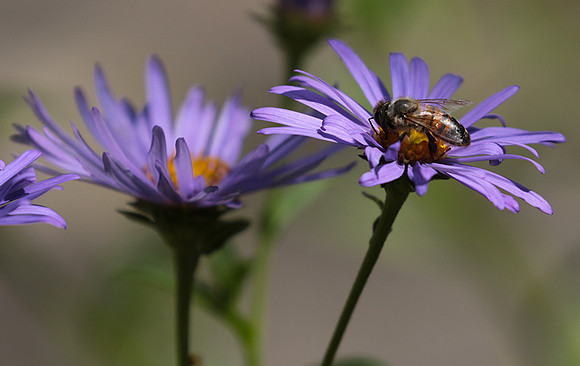 Aster Frikartii