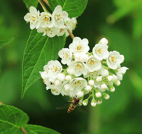 Deutzia compacta