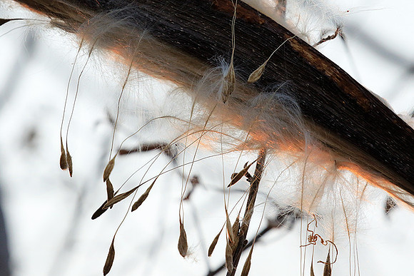 Flower seeds - Zimbabwe