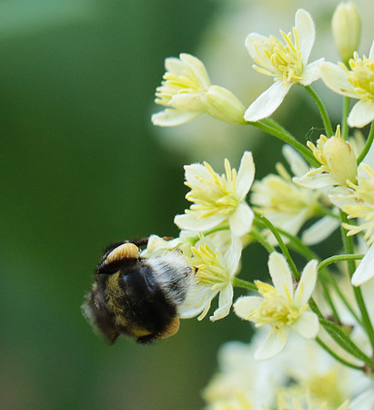 Clematis recta