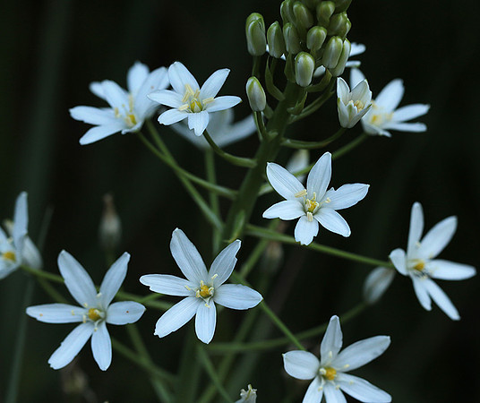 Ornithogalum