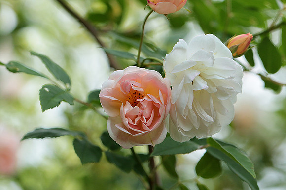 Rose "Apple Blossom"