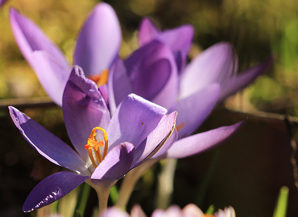 Crocus