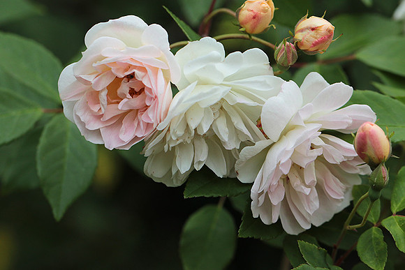 Rose "Apple Blossom"