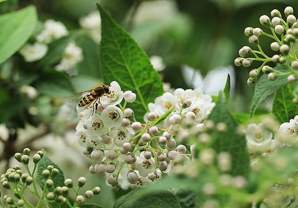 Deutzia compacta
