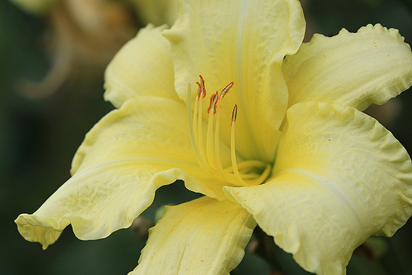 Hemerocallis