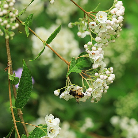 Deutzia compacta