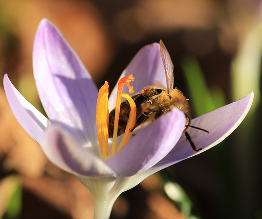 Crocus