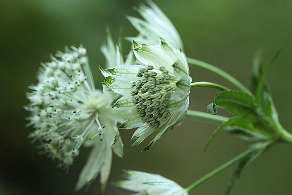 Astrantia